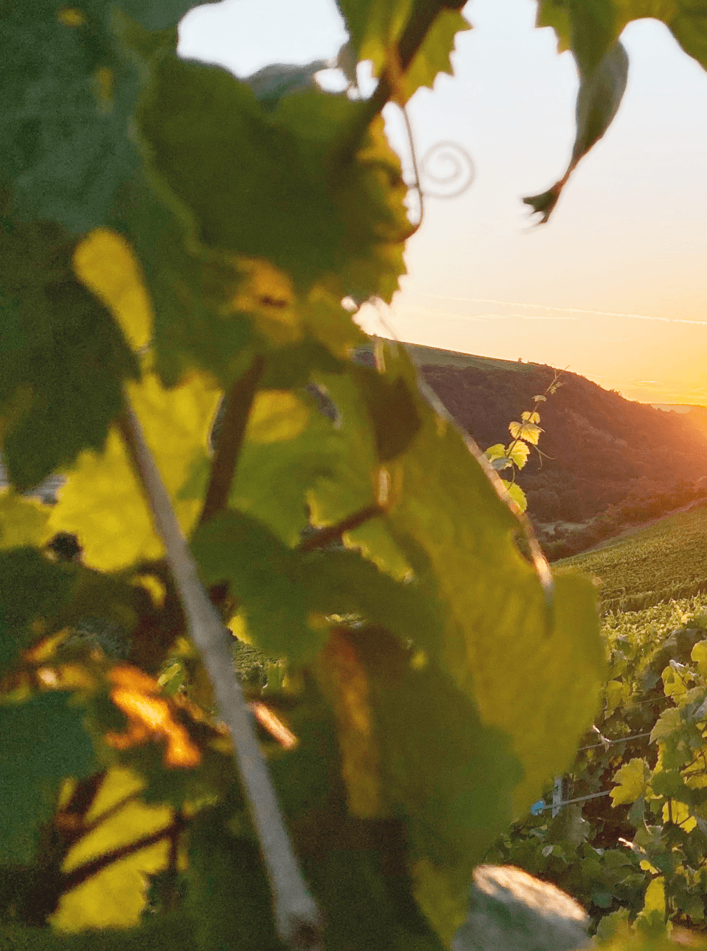 vineyard