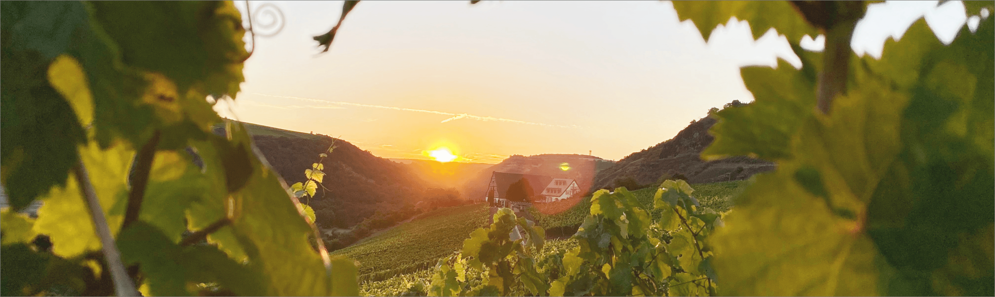 vineyard